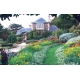 GardenCharity37